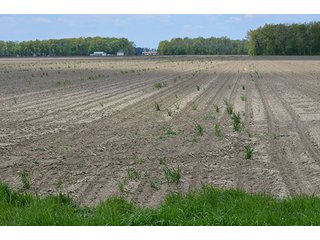 Property photo 13 - 77.4 Productive, Tillable Acres Land Auction
